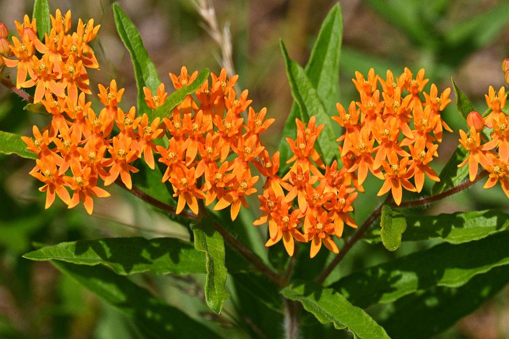 2025-07199761 Tower Hill Botanic Garden, MA.JPG - Orange Milkweed. New England Botanic Garden at Tower Hill, MA, 7-19-2025